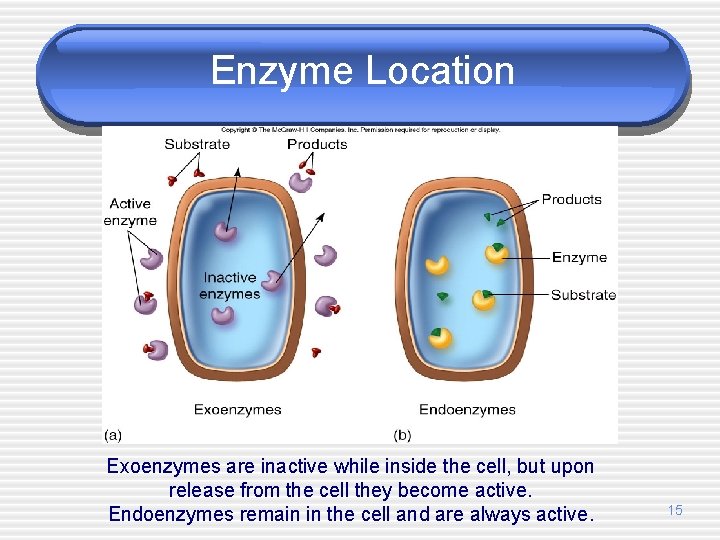 Enzyme Location Exoenzymes are inactive while inside the cell, but upon release from the