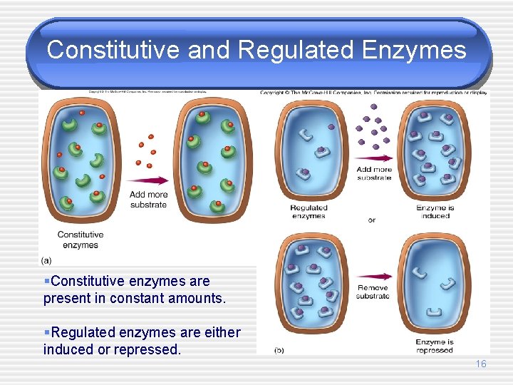 Constitutive and Regulated Enzymes §Constitutive enzymes are present in constant amounts. §Regulated enzymes are
