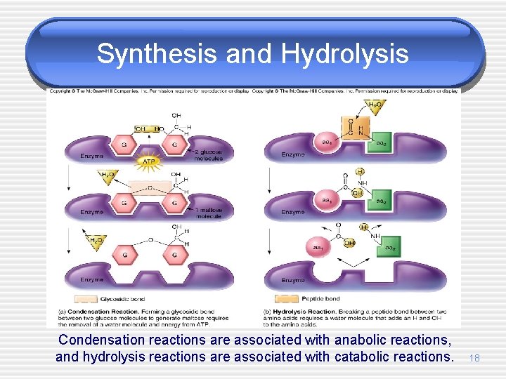 Synthesis and Hydrolysis Condensation reactions are associated with anabolic reactions, and hydrolysis reactions are