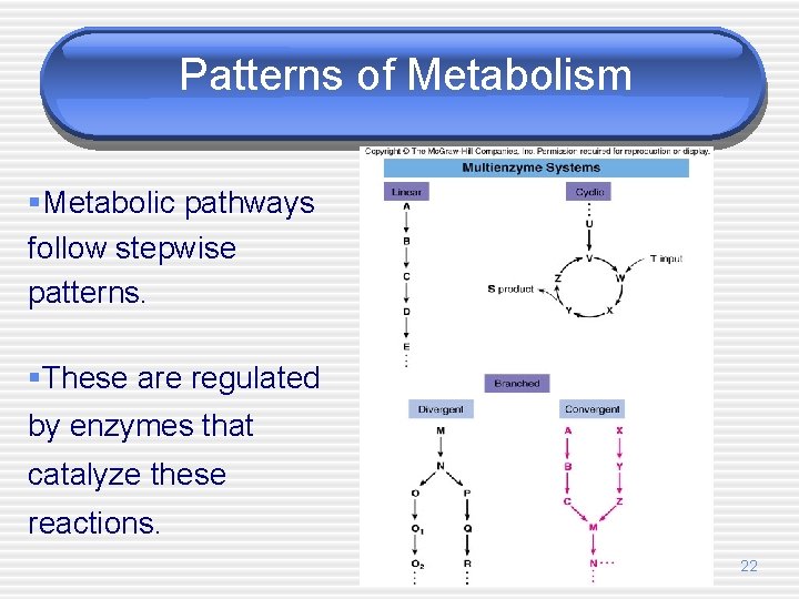 Patterns of Metabolism §Metabolic pathways follow stepwise patterns. §These are regulated by enzymes that