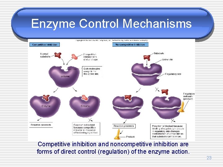 Enzyme Control Mechanisms Competitive inhibition and noncompetitive inhibition are forms of direct control (regulation)