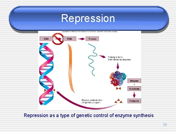 Repression as a type of genetic control of enzyme synthesis 25 