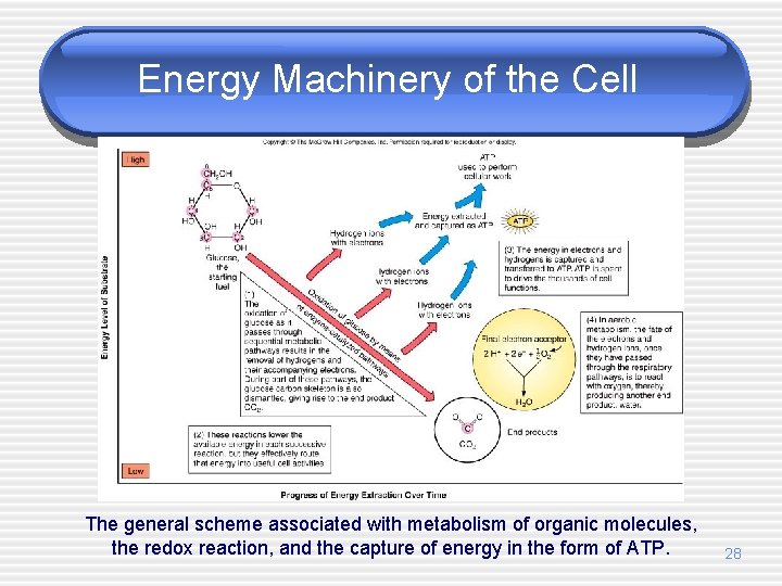 Energy Machinery of the Cell The general scheme associated with metabolism of organic molecules,