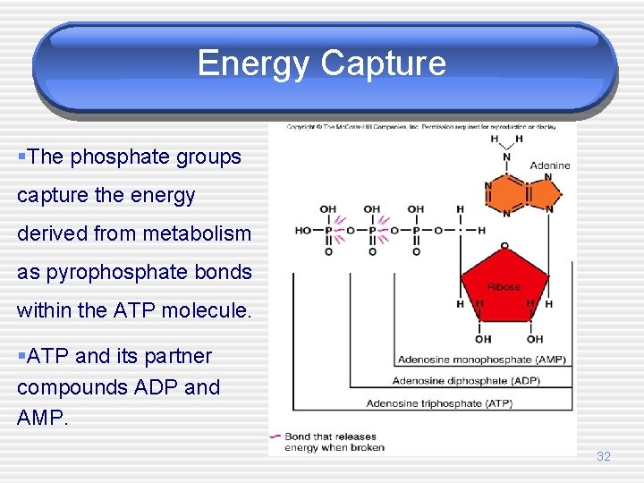 Energy Capture §The phosphate groups capture the energy derived from metabolism as pyrophosphate bonds