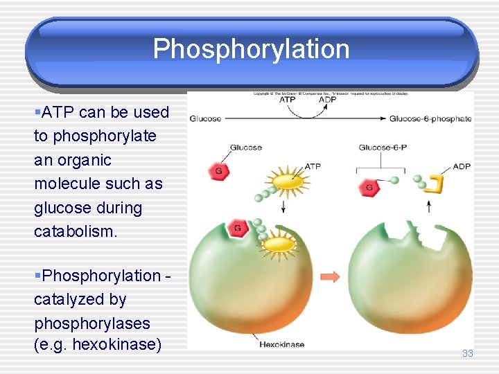 Phosphorylation §ATP can be used to phosphorylate an organic molecule such as glucose during