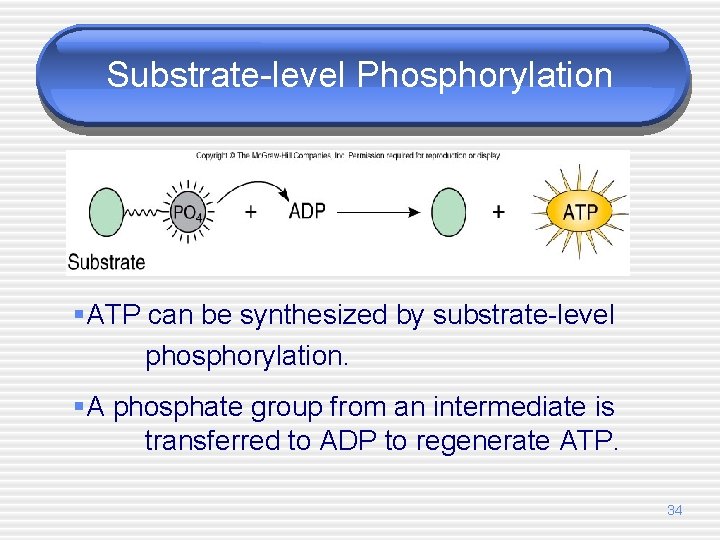 Substrate-level Phosphorylation §ATP can be synthesized by substrate-level phosphorylation. §A phosphate group from an