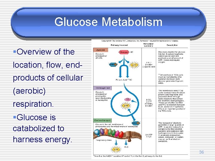Glucose Metabolism §Overview of the location, flow, endproducts of cellular (aerobic) respiration. §Glucose is