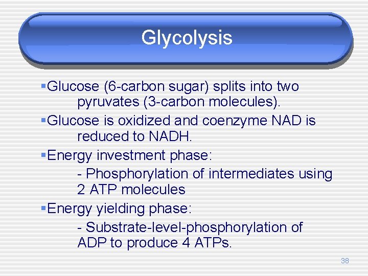 Glycolysis §Glucose (6 -carbon sugar) splits into two pyruvates (3 -carbon molecules). §Glucose is