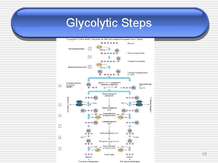 Glycolytic Steps 39 
