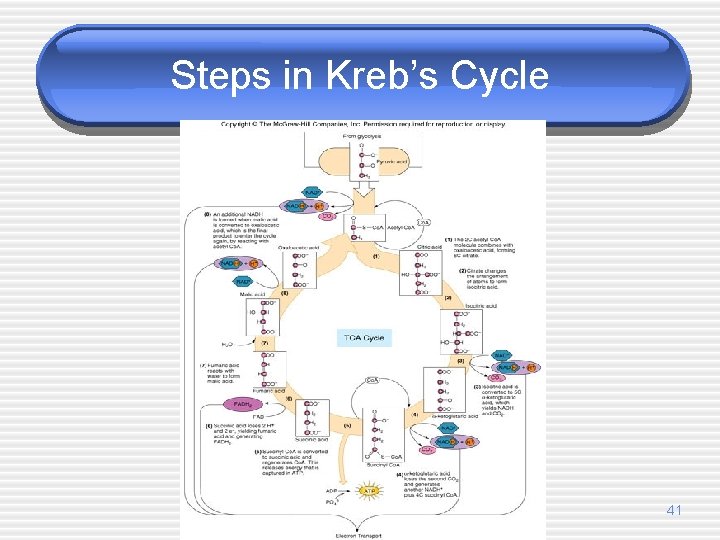 Steps in Kreb’s Cycle 41 