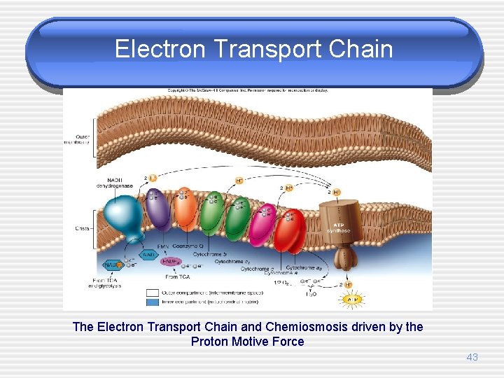 Electron Transport Chain The Electron Transport Chain and Chemiosmosis driven by the Proton Motive
