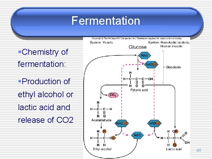 Fermentation §Chemistry of fermentation: §Production of ethyl alcohol or lactic acid and release of