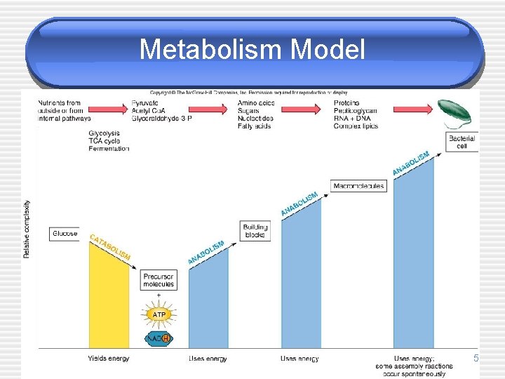 Metabolism Model 5 