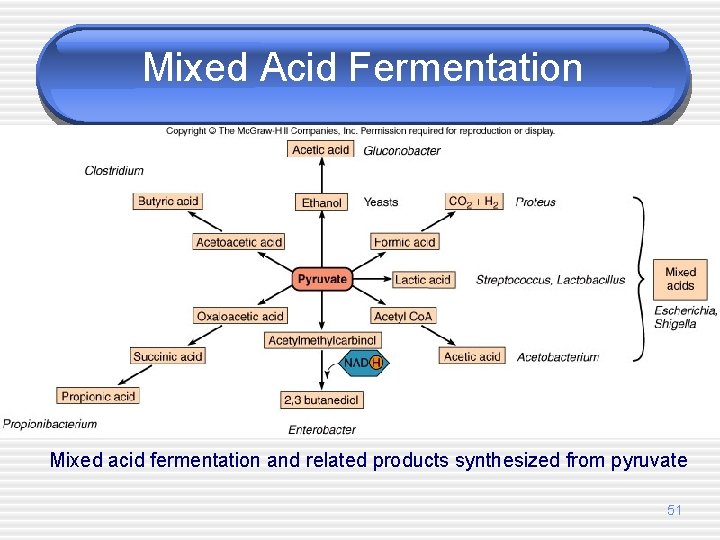 Mixed Acid Fermentation Mixed acid fermentation and related products synthesized from pyruvate 51 