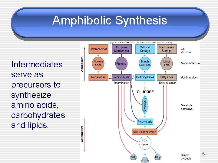 Amphibolic Synthesis Intermediates serve as precursors to synthesize amino acids, carbohydrates and lipids. 54