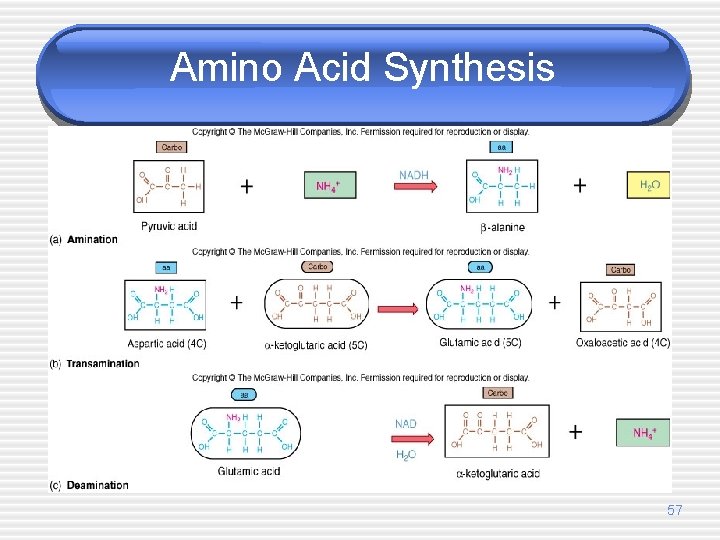 Amino Acid Synthesis 57 