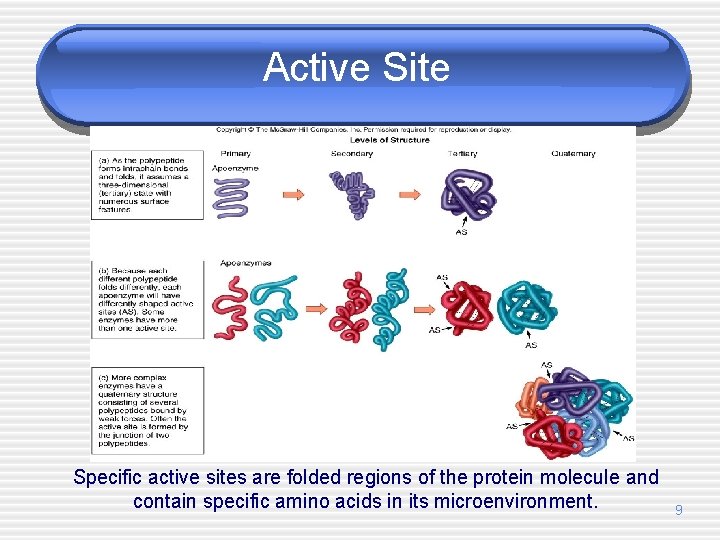 Active Site Specific active sites are folded regions of the protein molecule and contain