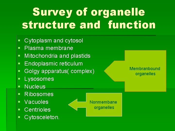 Survey of organelle structure and function § § § Cytoplasm and cytosol Plasma membrane