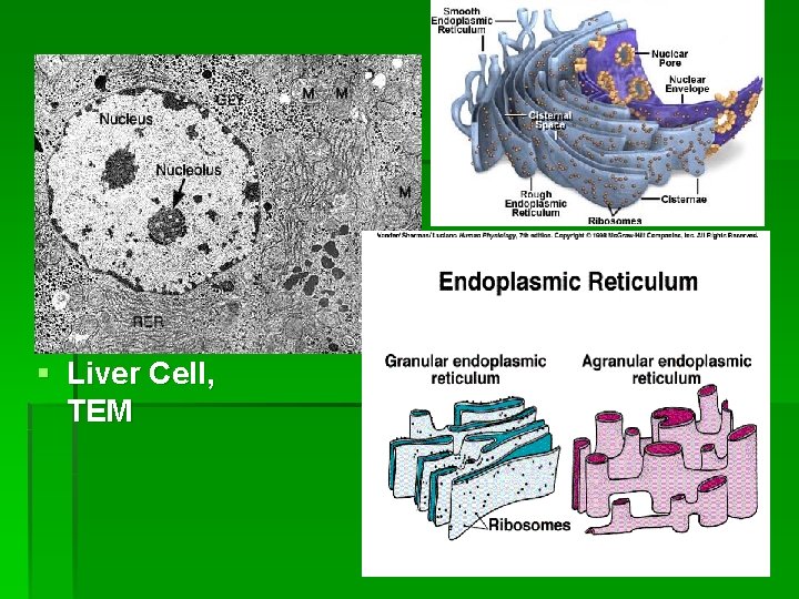 § Liver Cell, TEM 