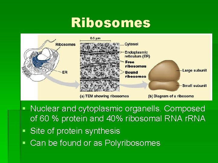 Ribosomes § Nuclear and cytoplasmic organells. Composed of 60 % protein and 40% ribosomal