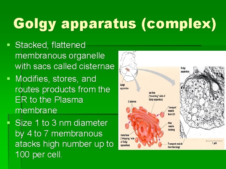 Golgy apparatus (complex) § Stacked, flattened membranous organelle with sacs called cisternae § Modifies,