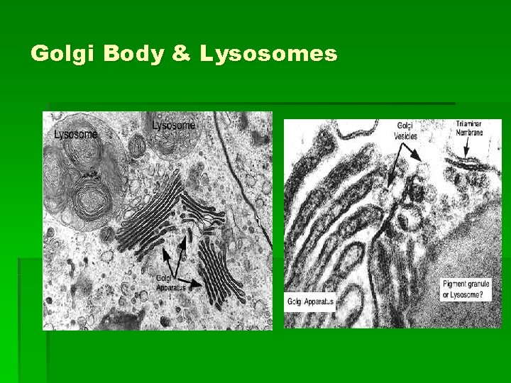 Golgi Body & Lysosomes § 