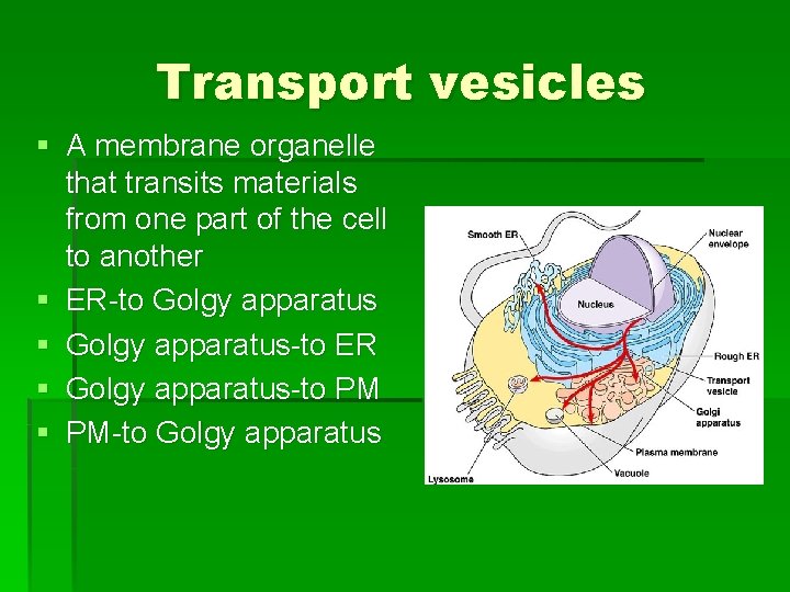 Transport vesicles § A membrane organelle that transits materials from one part of the