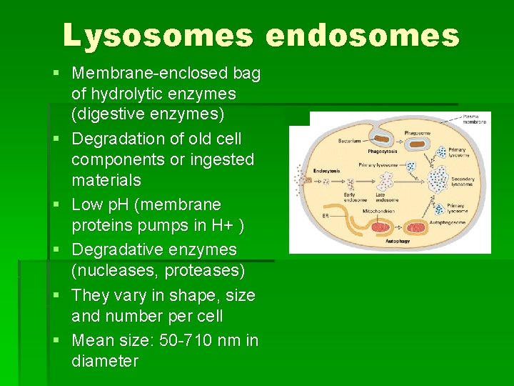 Lysosomes endosomes § Membrane-enclosed bag of hydrolytic enzymes (digestive enzymes) § Degradation of old