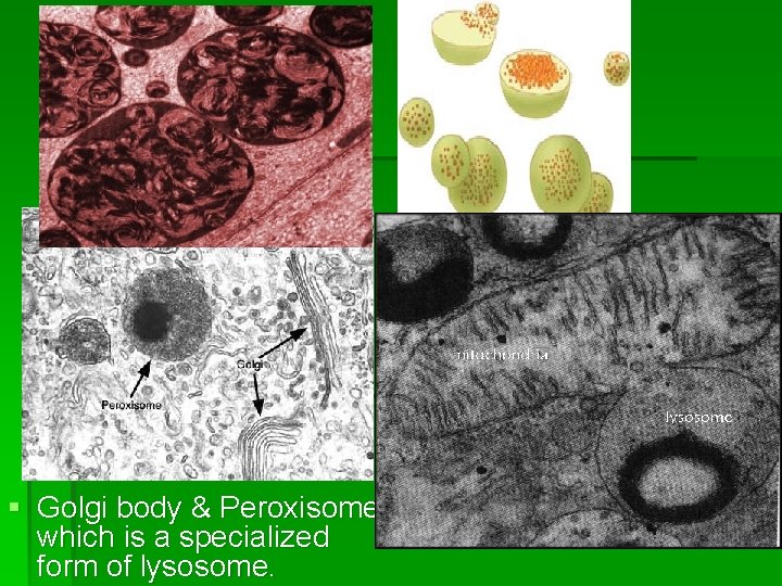 § Golgi body & Peroxisome which is a specialized form of lysosome. 