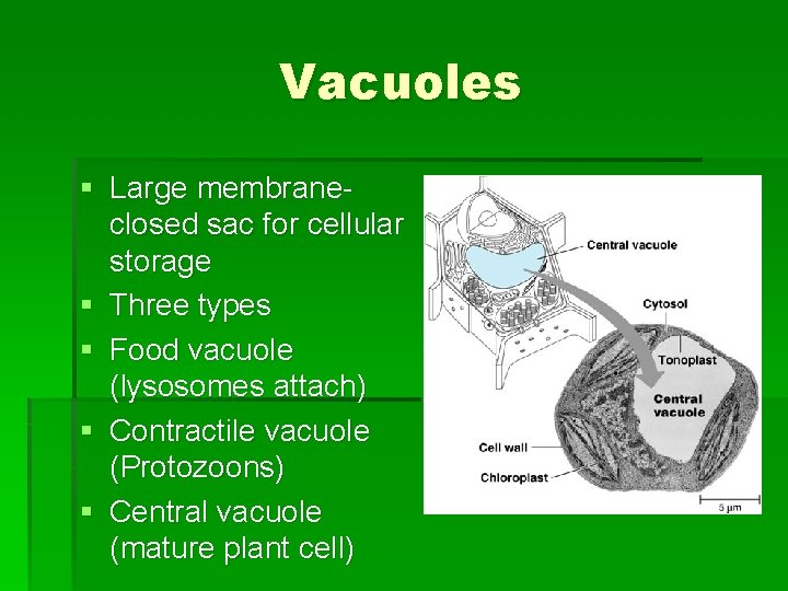 Vacuoles § Large membraneclosed sac for cellular storage § Three types § Food vacuole