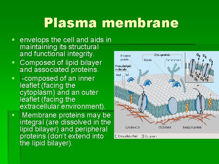 Plasma membrane § envelops the cell and aids in maintaining its structural and functional