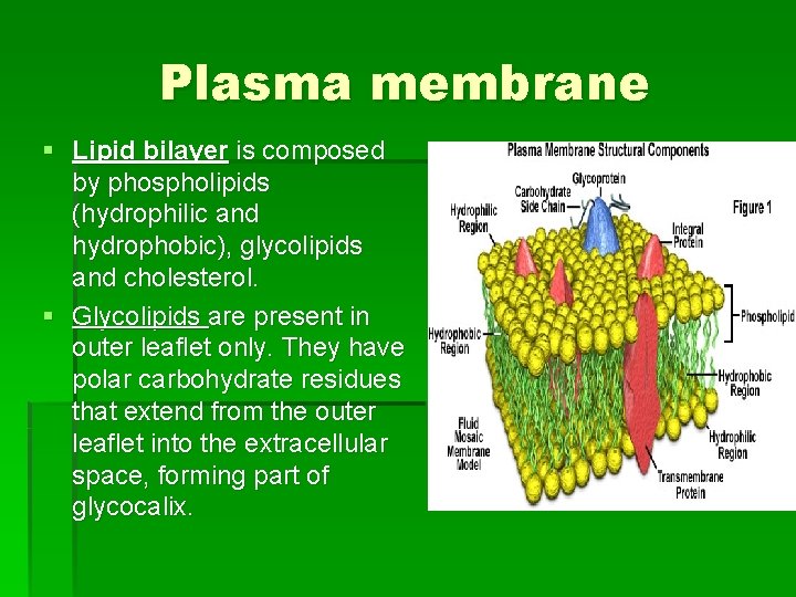 Plasma membrane § Lipid bilayer is composed by phospholipids (hydrophilic and hydrоphobic), glycolipids and