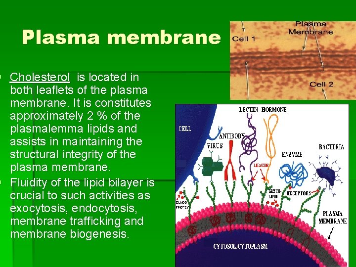 Plasma membrane § Cholesterol is located in both leaflets of the plasma membrane. It