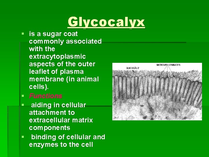 Glycocalyx § is a sugar coat commonly associated with the extracytoplasmic aspects of the