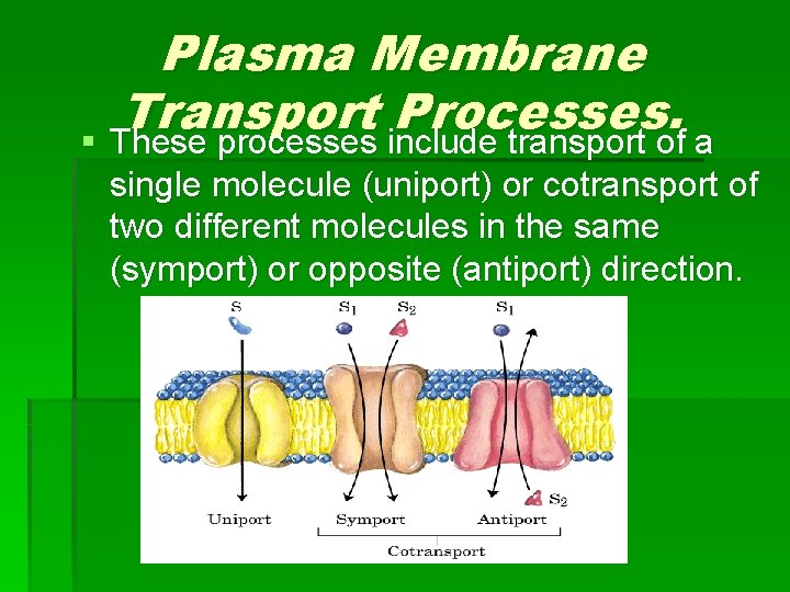 Plasma Membrane Transport Processes. § These processes include transport of a single molecule (uniport)