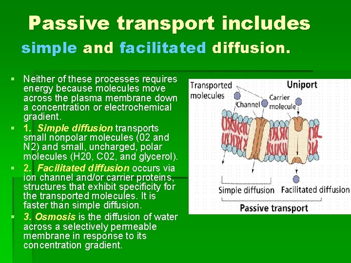 Passive transport includes simple and facilitated diffusion. § Neither of these processes requires energy