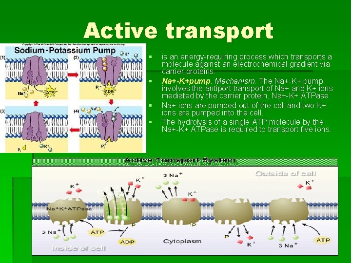 Active transport § § is an energy-requiring process which transports a molecule against an