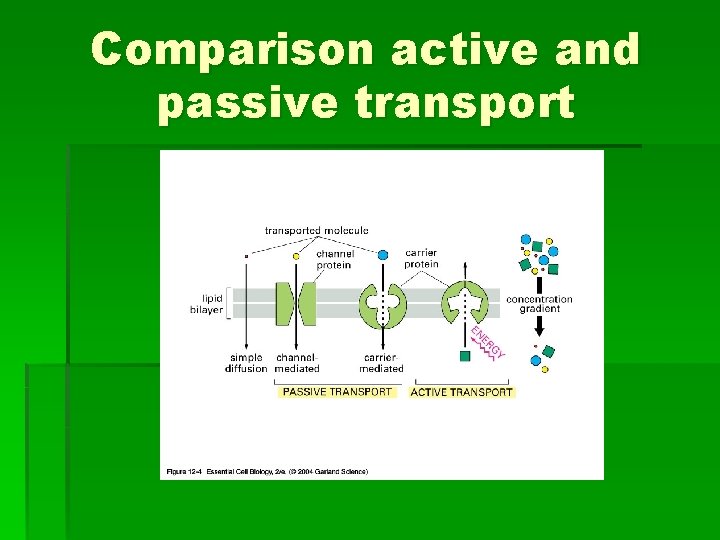 Comparison active and passive transport 