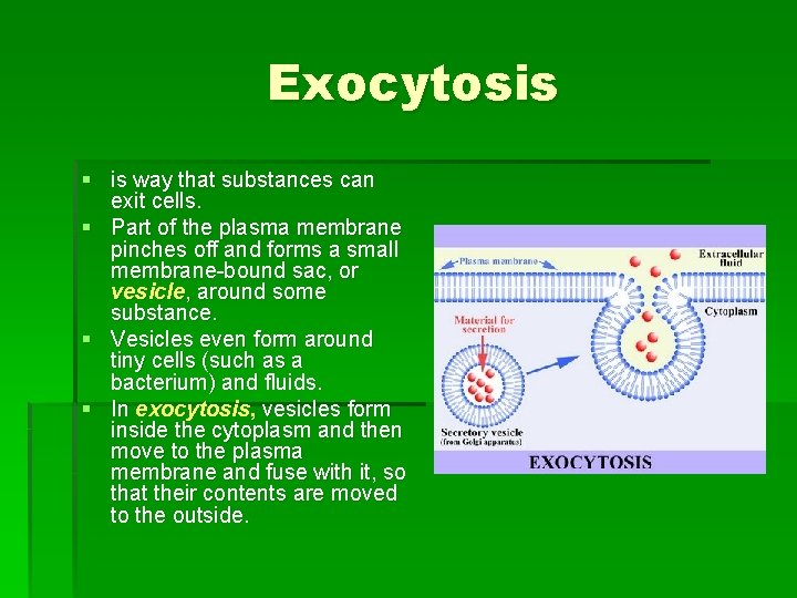 Exocytosis § is way that substances can exit cells. § Part of the plasma