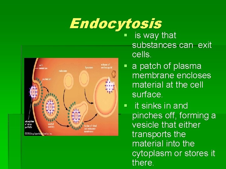 Endocytosis § is way that substances can exit cells. § a patch of plasma