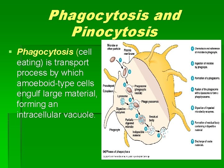 Phagocytosis and Pinocytosis § Phagocytosis (cell eating) is transport process by which amoeboid-type cells