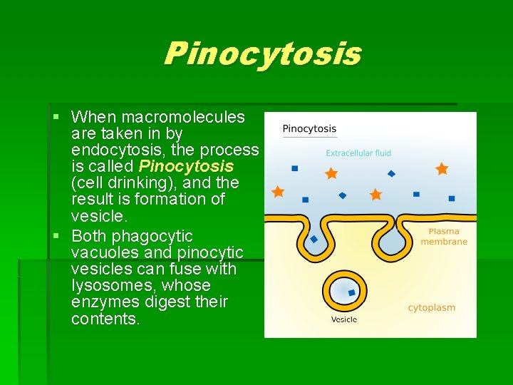 Pinocytosis § When macromolecules are taken in by endocytosis, the process is called Pinocytosis