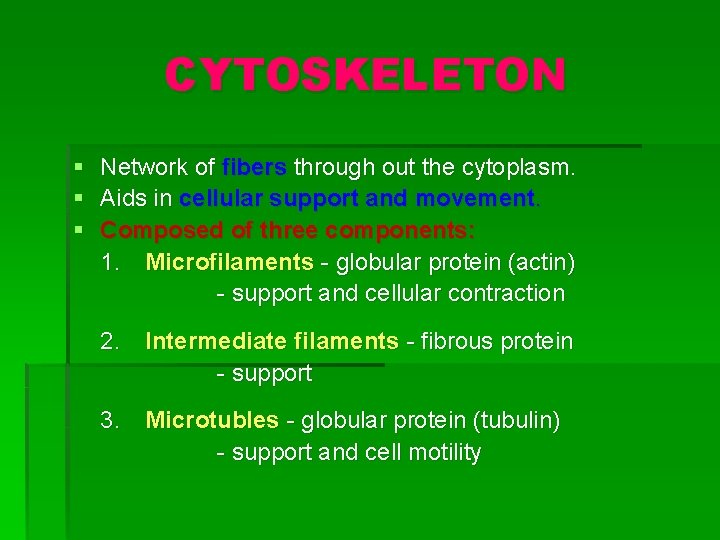 CYTOSKELETON § Network of fibers through out the cytoplasm. § Aids in cellular support