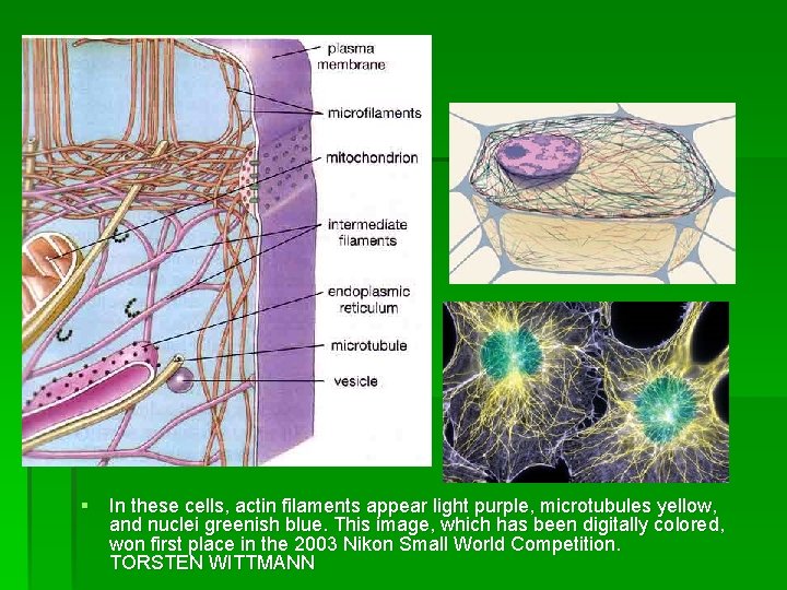 § In these cells, actin filaments appear light purple, microtubules yellow, and nuclei greenish