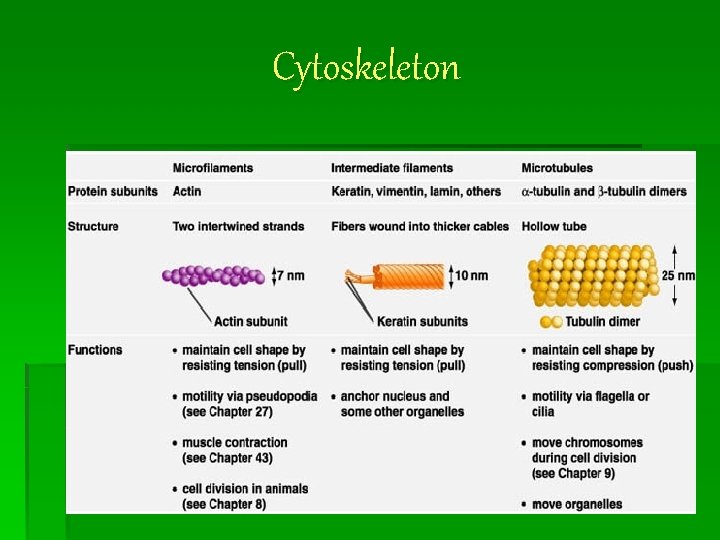 Cytoskeleton 