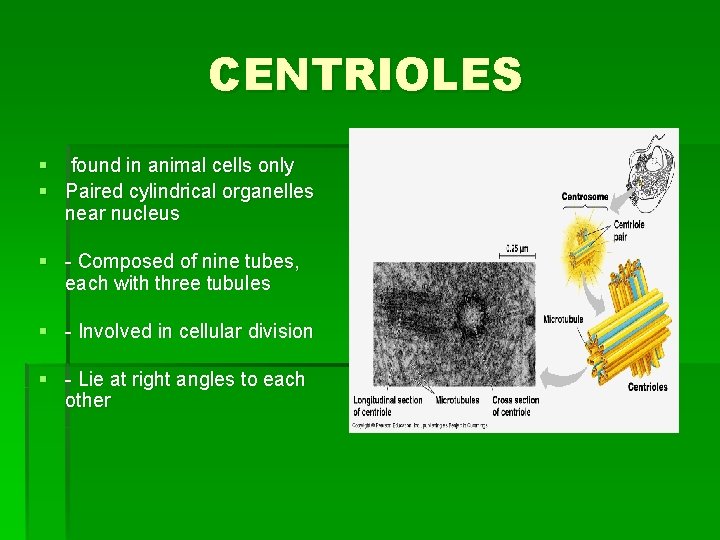 CENTRIOLES § found in animal cells only § Paired cylindrical organelles near nucleus §