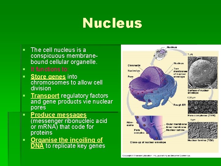 Nucleus § The cell nucleus is a conspicuous membranebound cellular organelle. § It functions