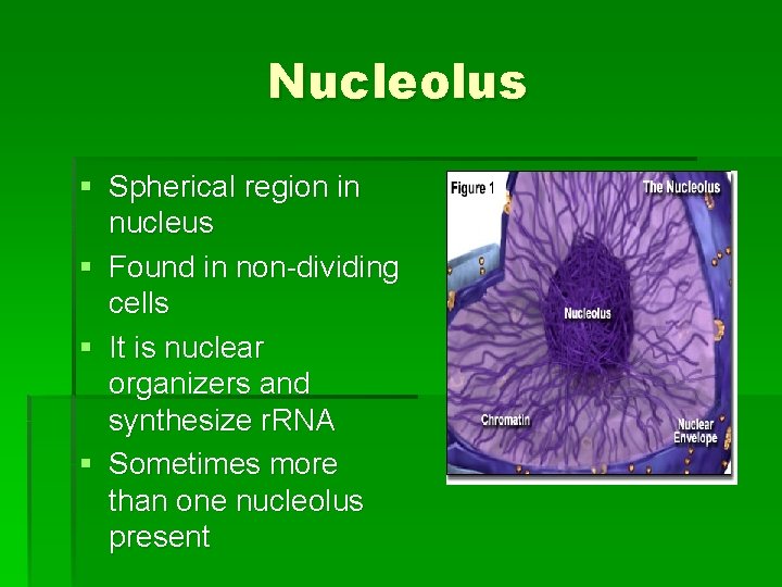 Nucleolus § Spherical region in nucleus § Found in non-dividing cells § It is