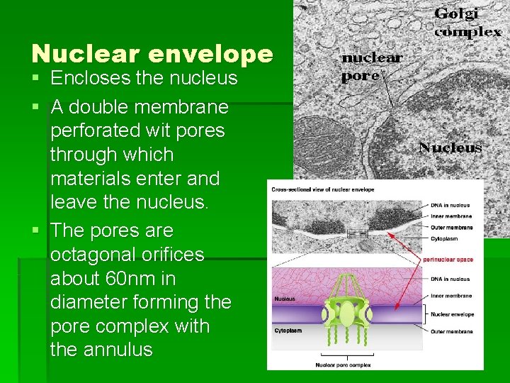 Nuclear envelope § § Encloses the nucleus A double membrane perforated wit pores through