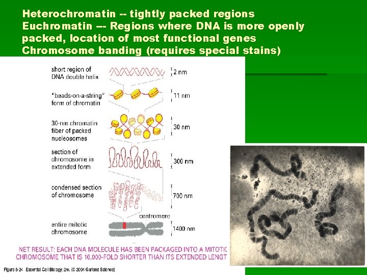 Heterochromatin -- tightly packed regions Euchromatin --- Regions where DNA is more openly packed,